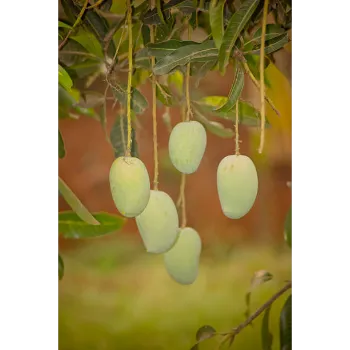 Organic Mango Plants